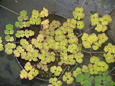THALICTRUM DELAVAYI var.DECORUM 'WINTER SUN'