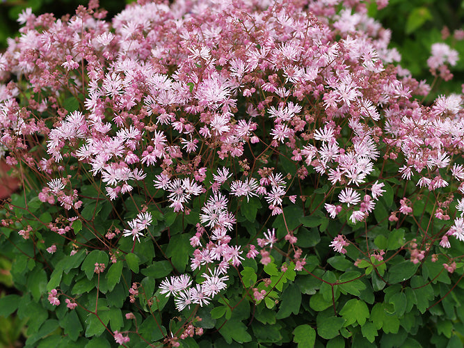 THALICTRUM KIUSIANUM
