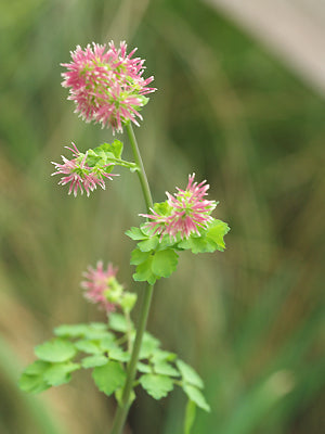 THALICTRUM FENDLERI NNS 06-547