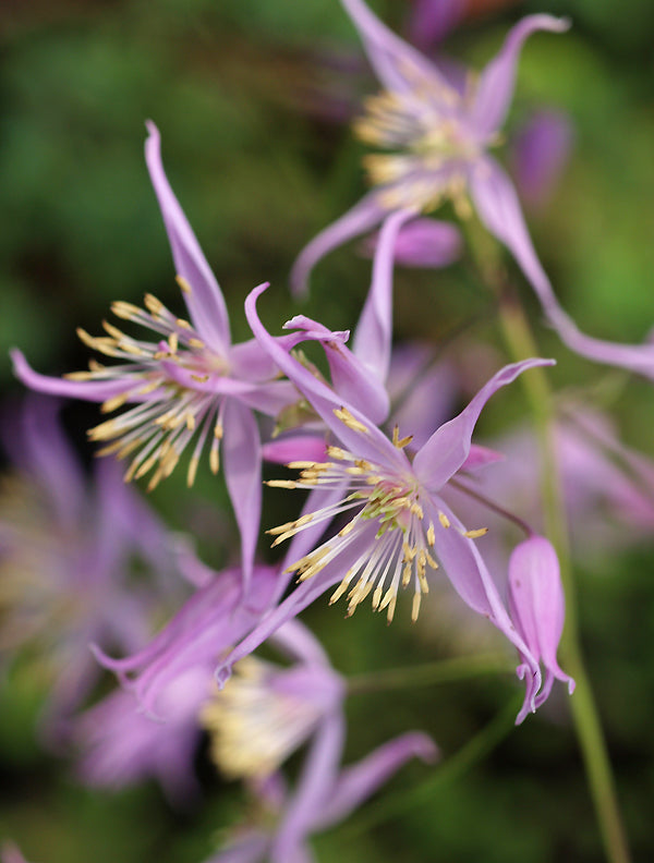 THALICTRUM RENIFORME