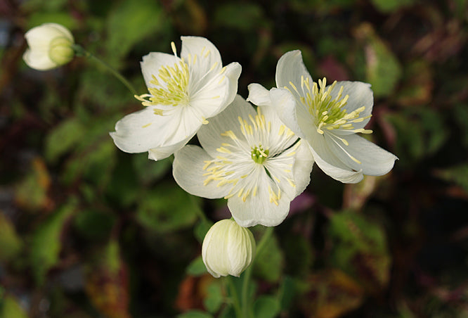 THALICTRUM TUBEROSUM clone 3