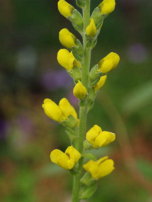 THERMOPSIS CAROLINIANA (2L pot)