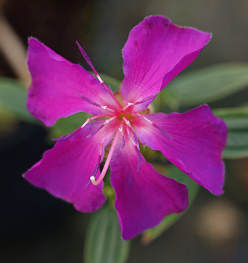 TIBOUCHINA 'JULES'