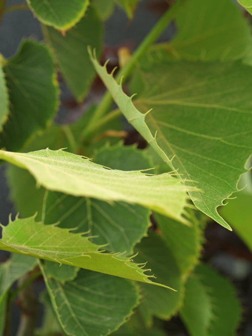 TILIA HENRYANA 'ARNOLD SELECT'
