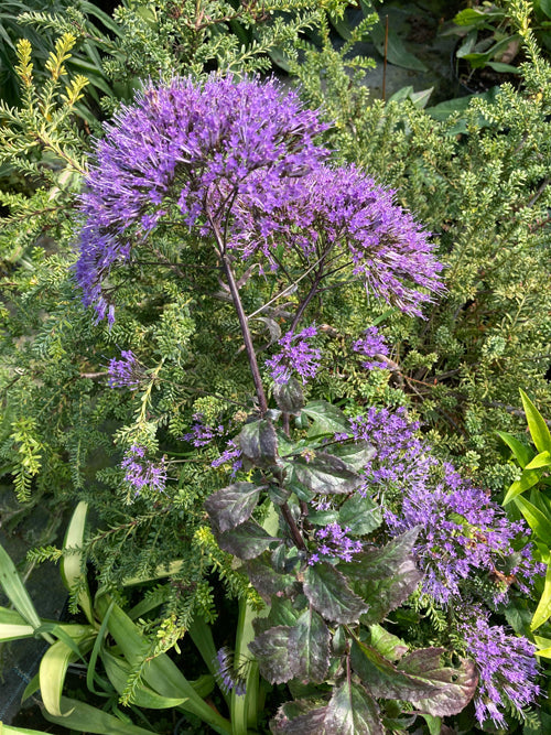 TRACHELIUM CAERULEUM 'SAIGA'