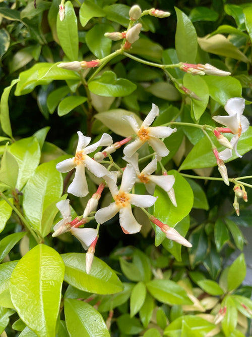TRACHELOSPERMUM ASIATICUM 'GOLDEN MEMORIES'