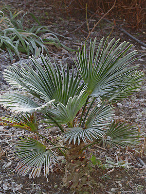 TRACHYCARPUS WAGNERIANUS