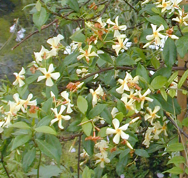 TRACHELOSPERMUM ASIATICUM