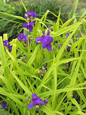 TRADESCANTIA 'BLUE AND GOLD'