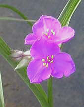 TRADESCANTIA BREVICAULIS