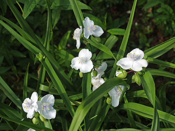 TRADESCANTIA x ANDERSONIANA 'INNOCENCE'