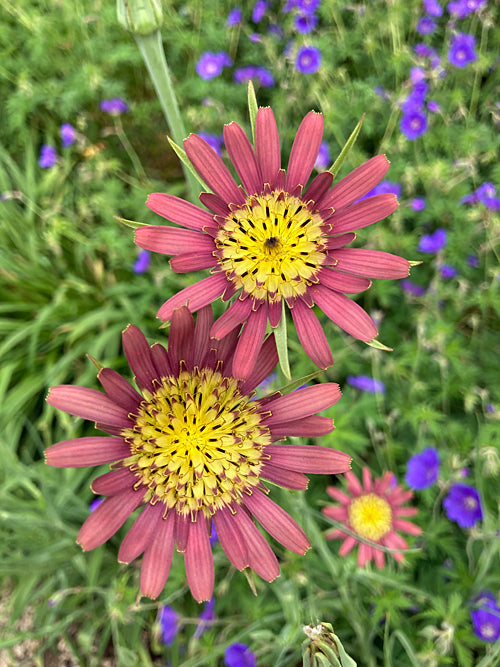 TRAGOPOGON x MIRABILIS