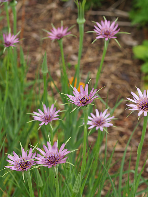 TRAGOPOGON PORRIFOLIUS