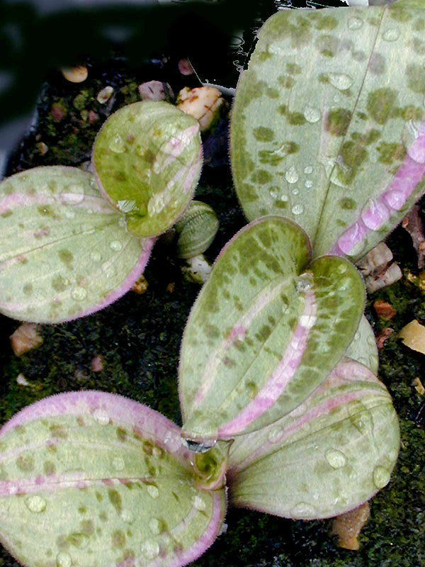 TRICYRTIS AFFINIS 'TRIColour'