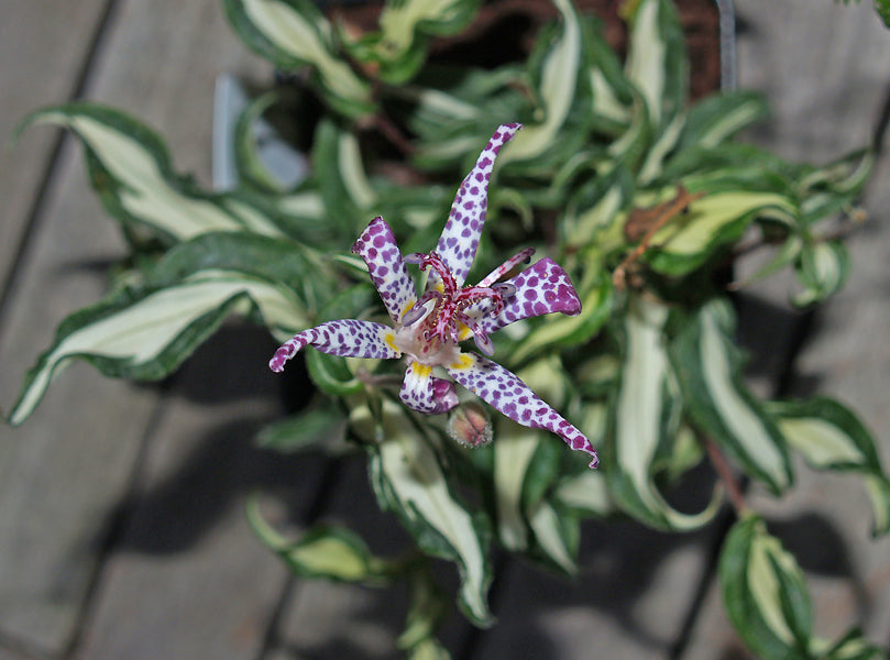 TRICYRTIS 'WHITE WAVES'