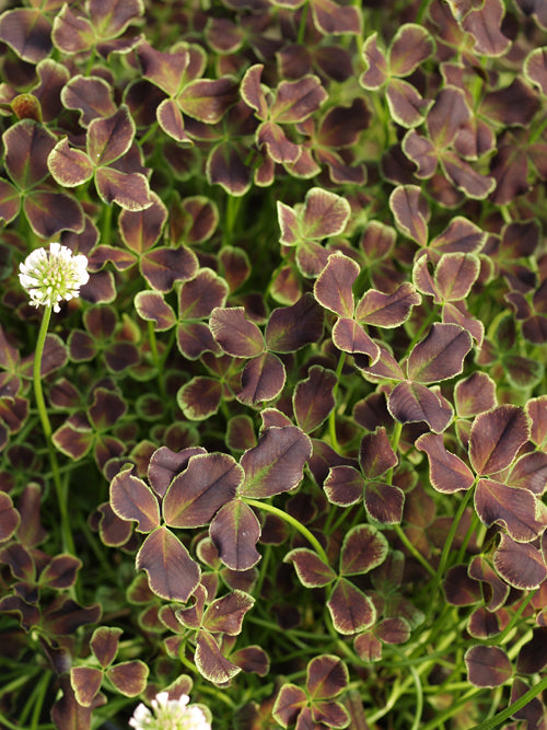 TRIFOLIUM REPENS 'PURPURASCENS'