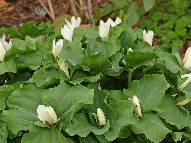 TRILLIUM CHLOROPETALUM 'ALBUM'