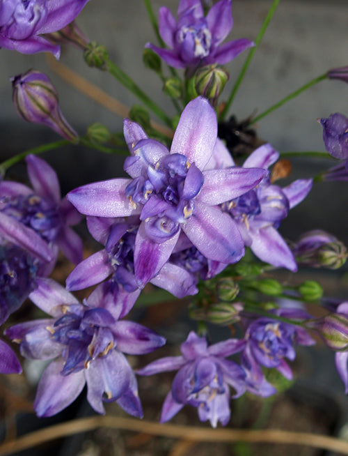 TRITELEIA 'DOUBLE TOUCH'