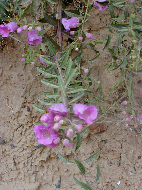 PENSTEMON? SP. RCB RA-V-1