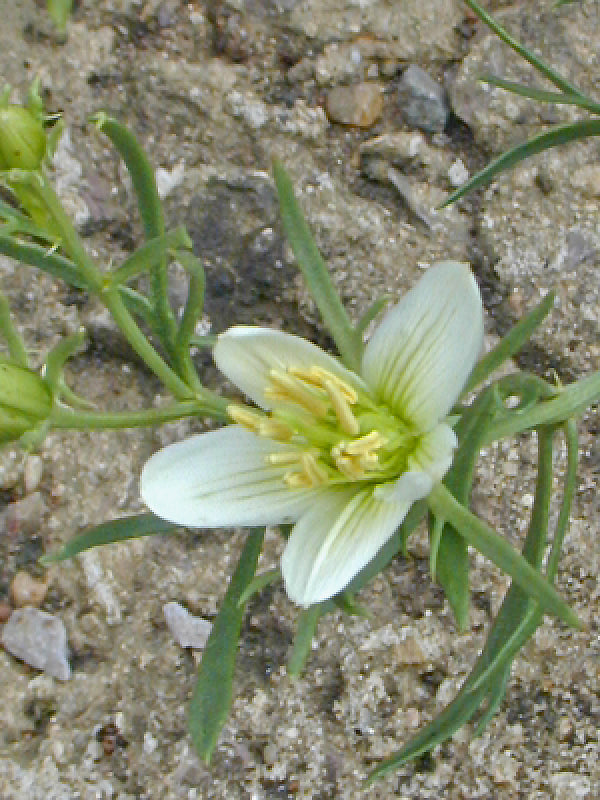 PEGANUM HARMALA RCB TQ-D-1