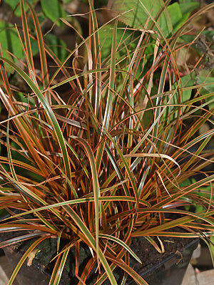 UNCINIA RUBRA 'BELINDA'S FIND'