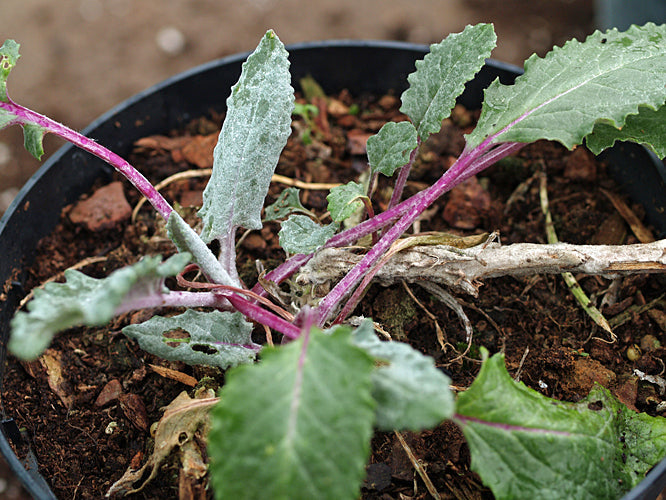 UNKNOWN ASTERACEAE MSF 5-14