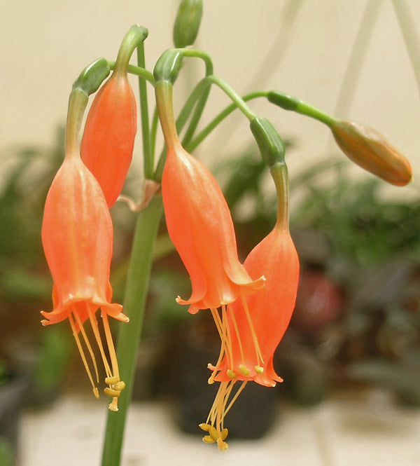 STENOMESSON MINIATUM