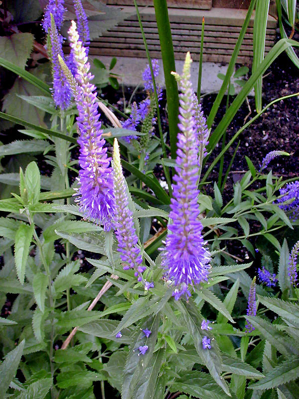 VERONICA SPICATA 'ROMILEY PURPLE'