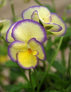 viola succulent VIOLA 'ETAIN' – Cotswold Garden Flowers