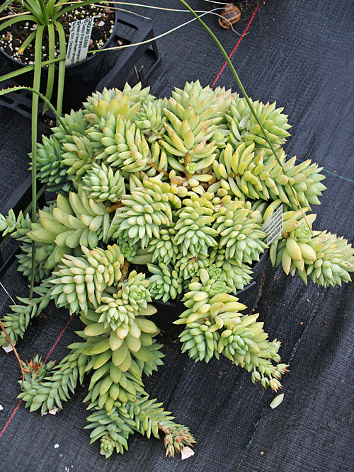 harry butterfield succulent x SEDEVERIA 'HARRY BUTTERFIELD' – Cotswold Garden Flowers