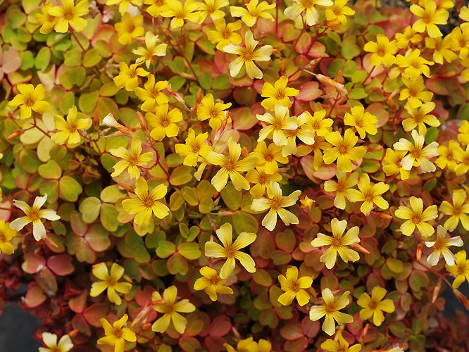 OXALIS SPIRALIS 'SUNSET VELVET'