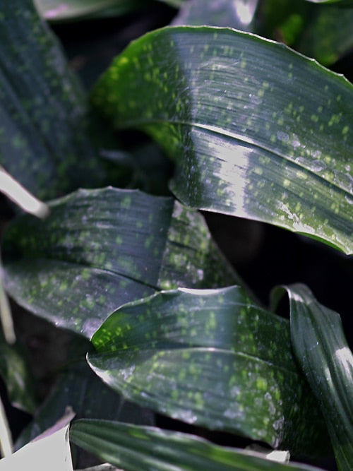 ASPIDISTRA TYPICA 'CHINA SUN'