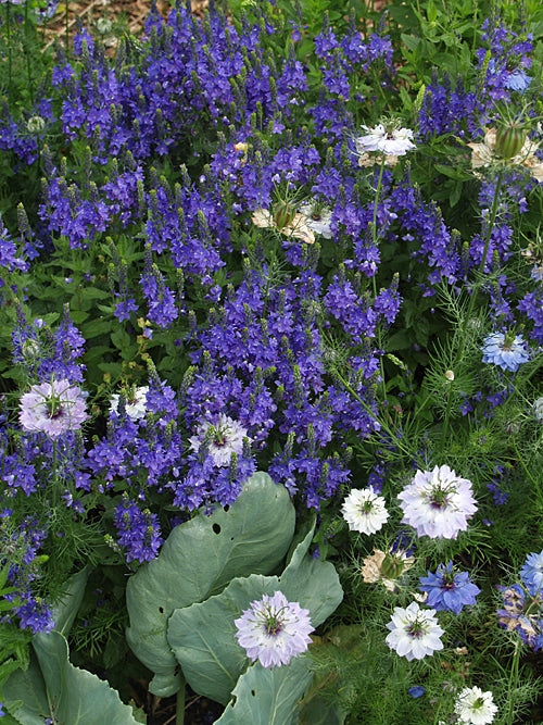 VERONICA AUSTRIACA subsp.TEUCRIUM 'CRATER LAKE BLUE'