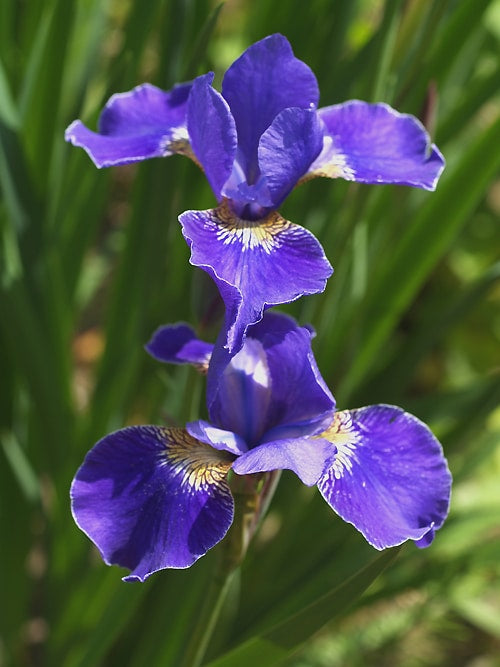 IRIS SIBIRICA 'SILVER EDGE'