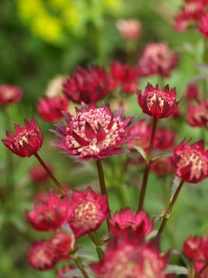 ASTRANTIA 'MOULIN ROUGE'