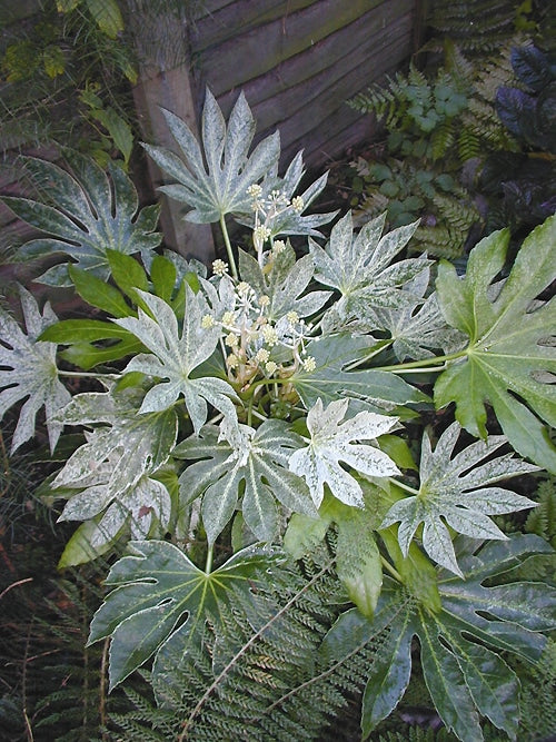 fatsia spider web plant FATSIA JAPONICA 'SPIDER'S WEB'