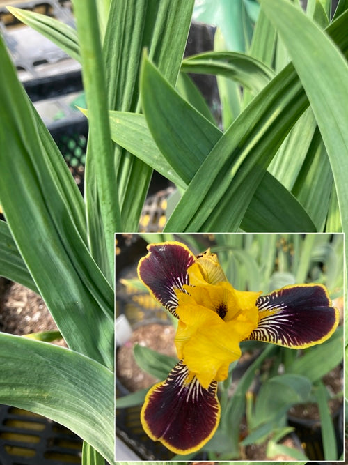 Buy Iris 'Hot' | Fragrant Reblooming Bicolour Iris