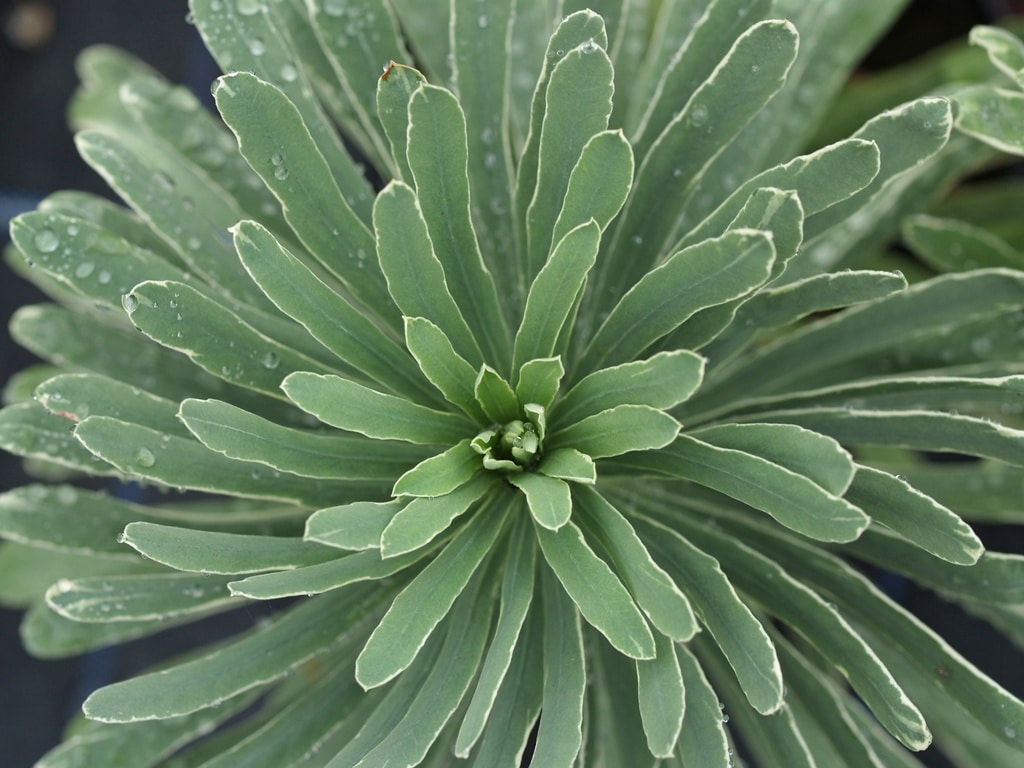 EUPHORBIA CHARACIAS 'SILVER SHADOW'