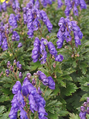 ACONITUM CARMICHAELII 'RIVER NENE'