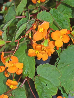 BEGONIA SUTHERLANDII