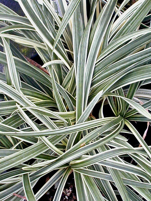 OPHIOPOGON PLANISCAPUS 'LITTLE TABBY'