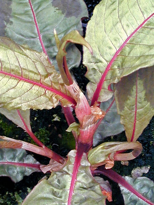 PERSICARIA VIRGINIANA var.FILIFORMIS 'COMPTON'S RED' CDR 549