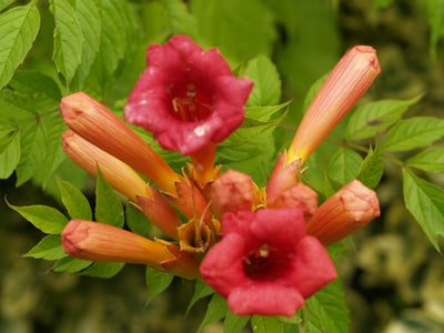 CAMPSIS x TAGLIABUANA 'MADAME GALEN'