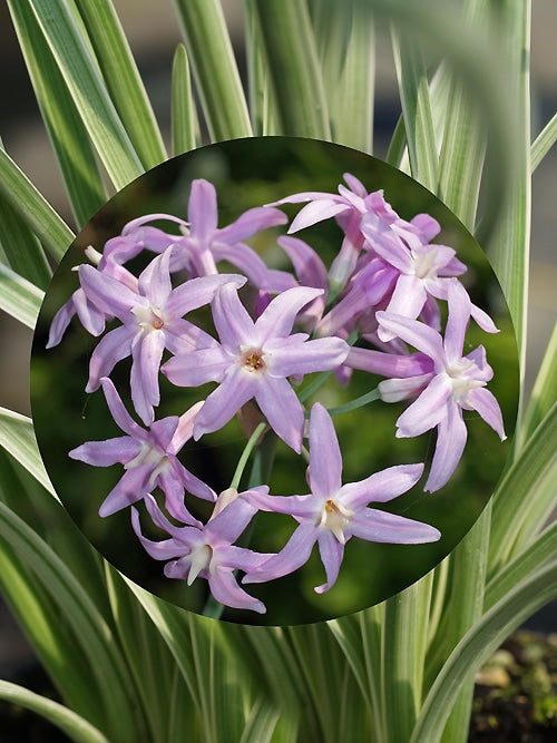 TULBAGHIA VIOLACEA 'SILVER LACE'