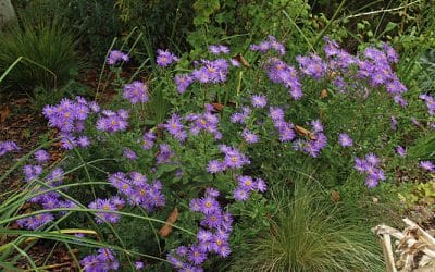 ASTER AMELLUS 'KING GEORGE'