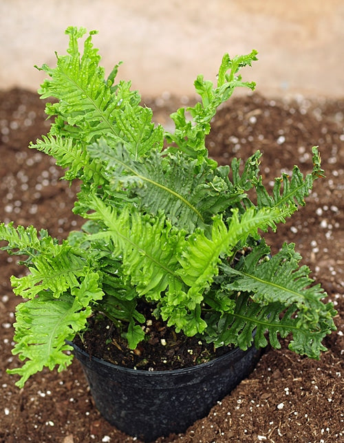 POLYPODIUM CAMBRICUM 'CRISTATUM' (old form)