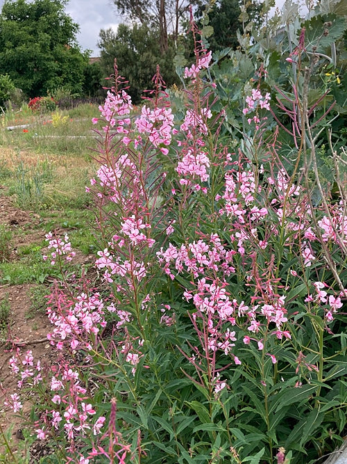 EPILOBIUM ANGUSTIFOLIUM 'STAHL ROSE'