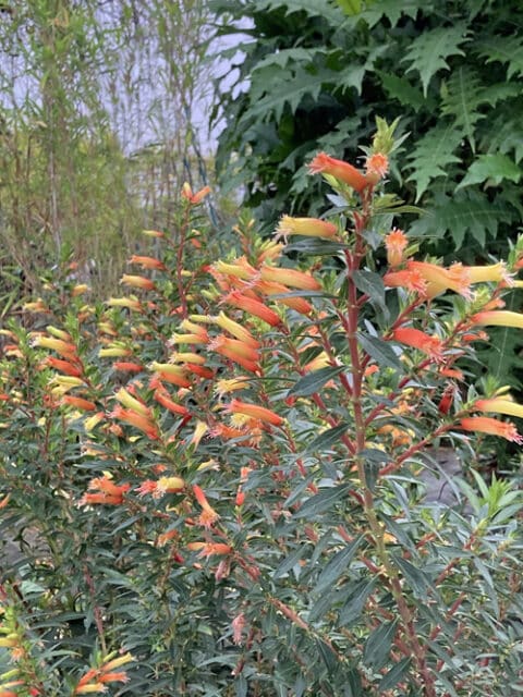 CUPHEA 'VERMILLIONAIRE'