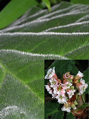 BERGENIA CILIATA 'WILTON'
