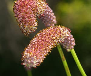 SANGUISORBA TENUIFOLIA var.PURPUREA CLONE 1